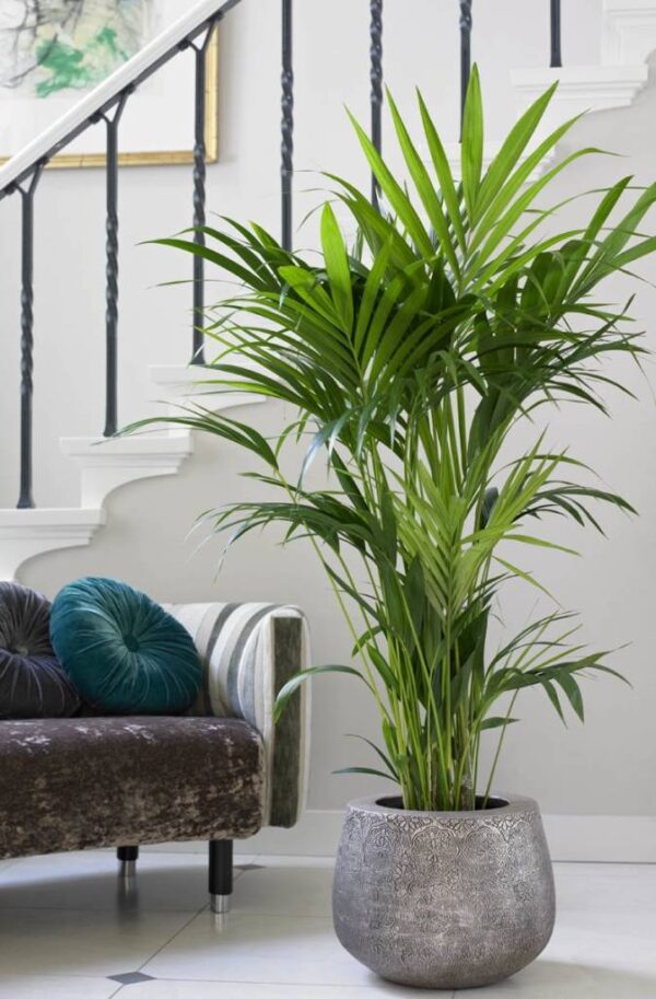 kentia palm plant palmboom kamerplant plant voor in de kamer goedkoop