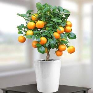 sinaasappelboom-struik-small-kopen-voor in kamerplant