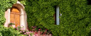 klimop-onderhoud-groeien-begeleiden-kleur-groen-tuin-raam-omhoog-omlaag